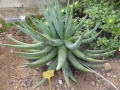 Aloe falcata