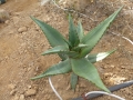 Aloe ferox blanc