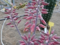 Aloe fleurentiniorum