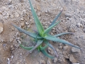 Aloe forbesii