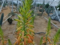 Aloe fosteri