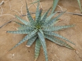 Aloe fosteri