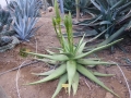 Aloe gariepensis