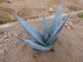 Aloe gerstneri