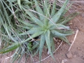 Aloe glauca