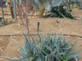 Aloe globuligemma