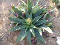 Aloe graciliflora