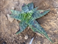 Aloe greatheadii v.davyana