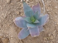 Aloe greatheadii