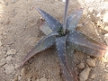 Aloe hahnii