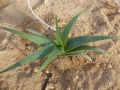Aloe harlana