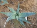 Aloe hereroensis