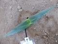 Aloe hijajensis (castellorum