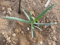 Aloe hoffmannii