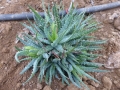 Aloe humilis