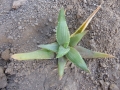 Aloe ibitiensis