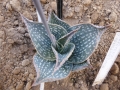 Aloe imalotensis v.longeracemosa