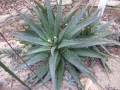 Aloe immaculata