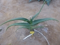Aloe inermis