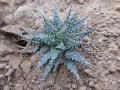 Aloe jucunda X haworthiodes