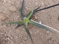 Aloe kakaoensis