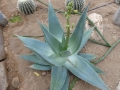 Aloe karasbergensis