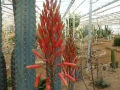 Aloe kedongensis