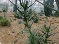 Aloe kedongensis