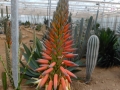 Aloe khamiesensis