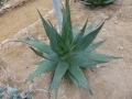 Aloe khamiesensis