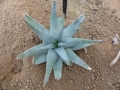 Aloe krapohliana