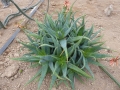 Aloe lineata