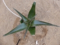 Aloe lolwensis