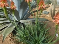 Aloe longystila X arborescens