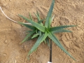 Aloe lutescens