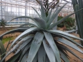 Aloe marlothii