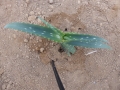 Aloe megalacantha