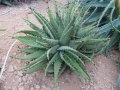 Aloe melanacantha