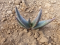 Aloe mocamedensis sp nova