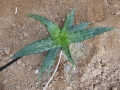 Aloe mudenensis