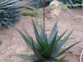 Aloe mzimbana