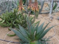 Aloe niebuhriana
