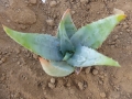 Aloe ortholopha