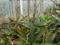 Aloe parvibracteata