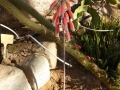 Aloe parvula