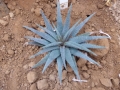 Aloe parvula