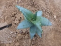 Aloe pearsonii