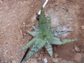 Aloe peckii