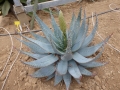 Aloe peglerae