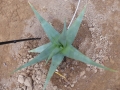 Aloe perryi